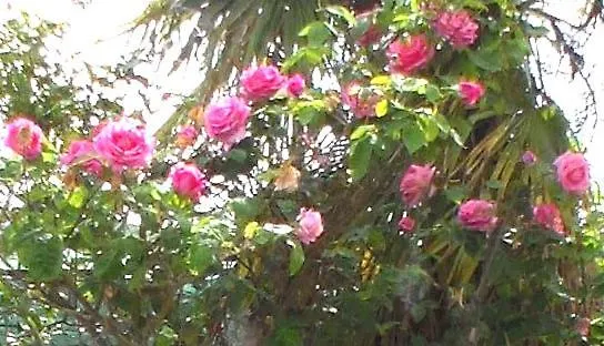 Que Sera Sera West Golem Apartament Durrës