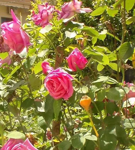 Que Sera Sera West Golem